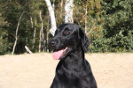 Darcy